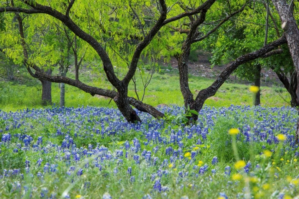 tree and blue bonnets mesquite tx