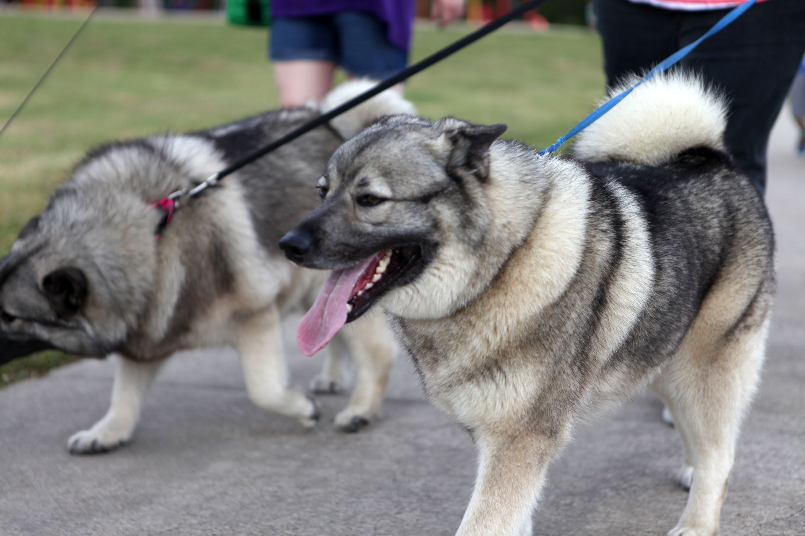 Tails on Trails 2015 (Best Of) (15)