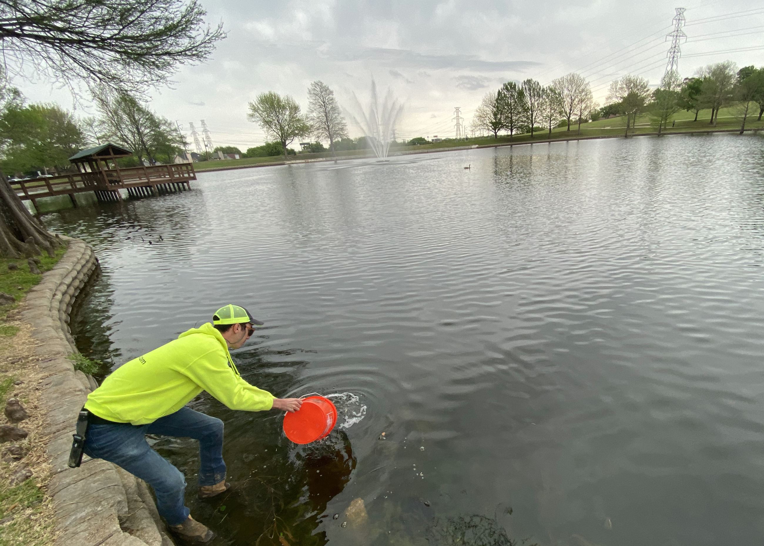 4-15-21 Palos Verdes fish restock - PondMedics - bucket 2