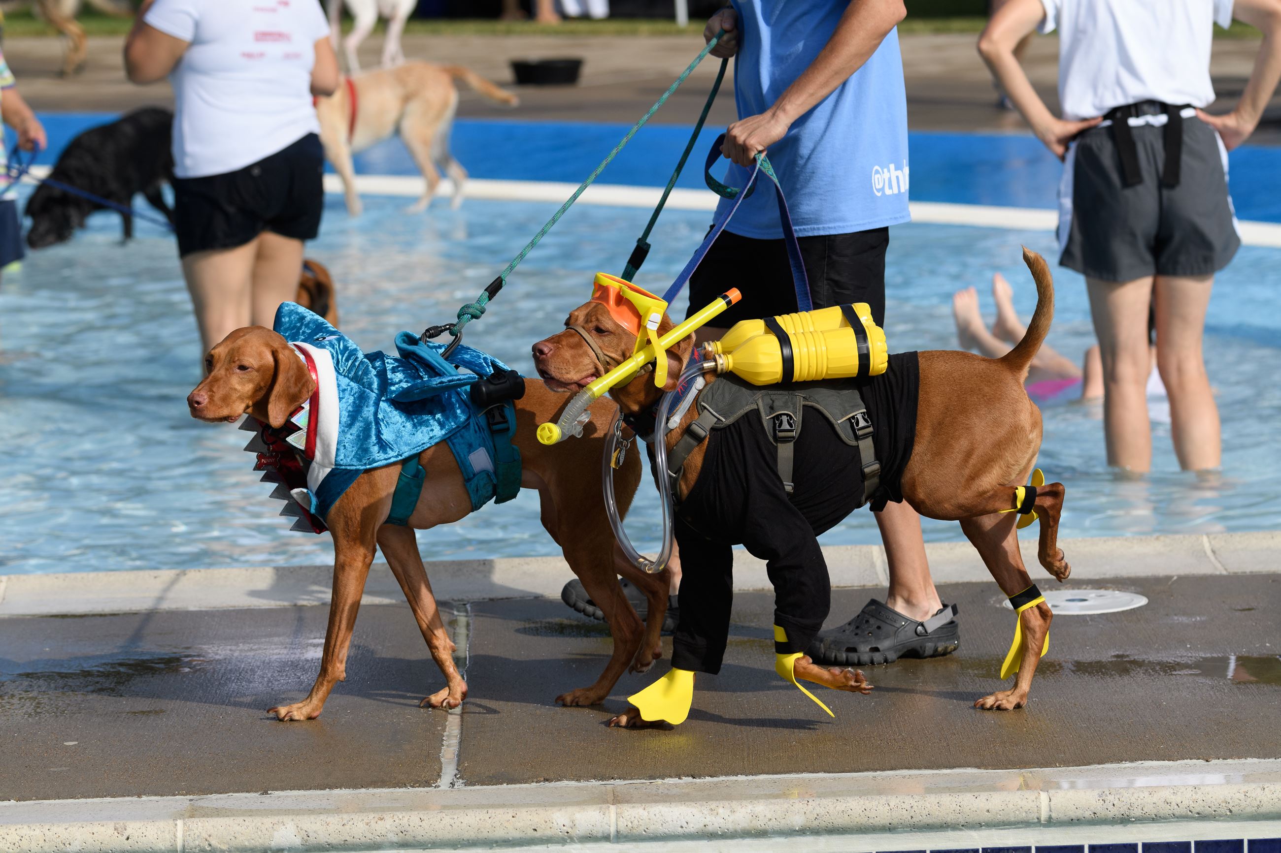 Doggie Splash Day -Mesquite, TX