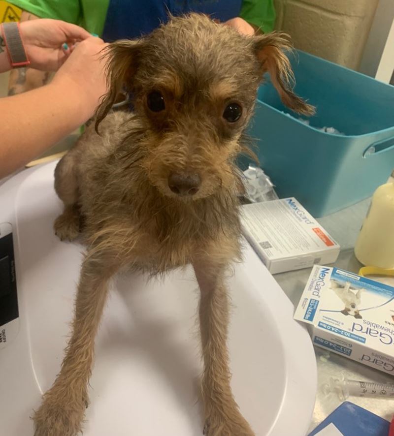 9-23-21 Rescue of 111 dogs - intake vacines and care - Mesquite TX