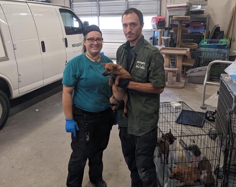 9-23-21 Rescue of 111 dogs - Mesquite TX