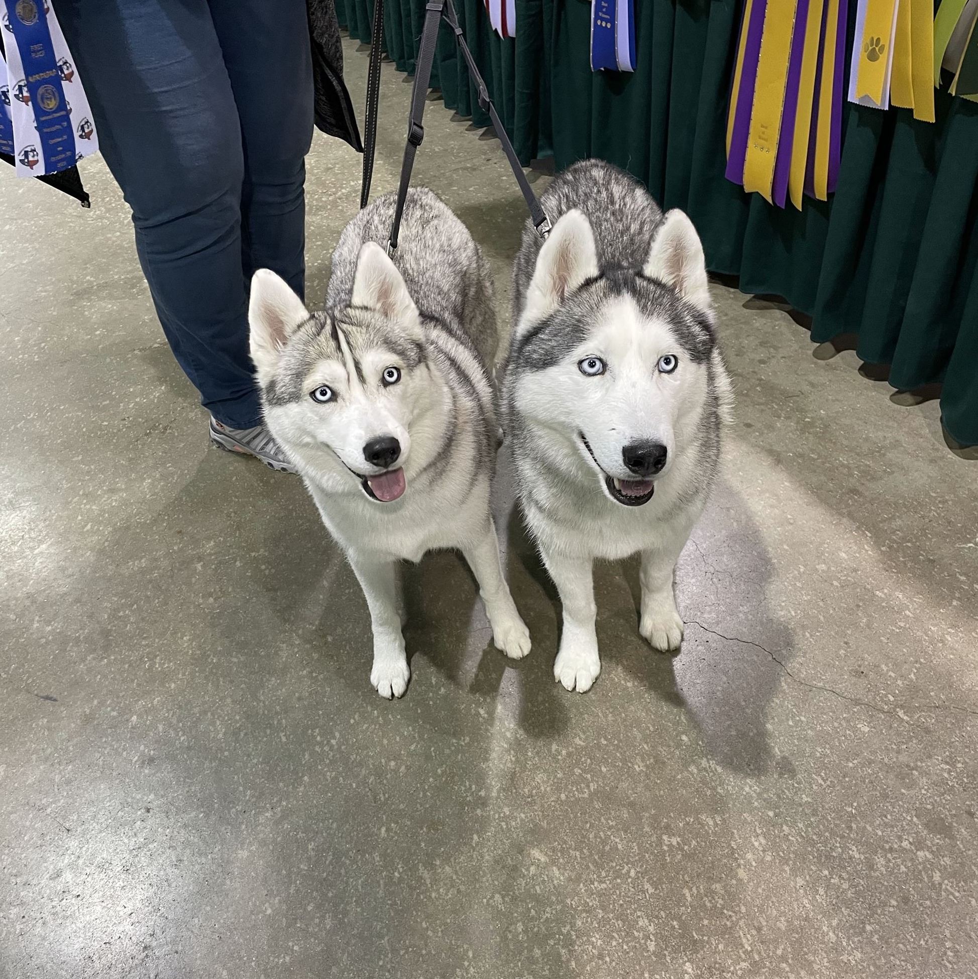 Huskies at the Mesquite Convention Center - Mesquite, TX