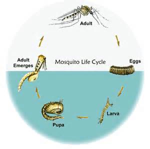 Mosquito Life Cycle