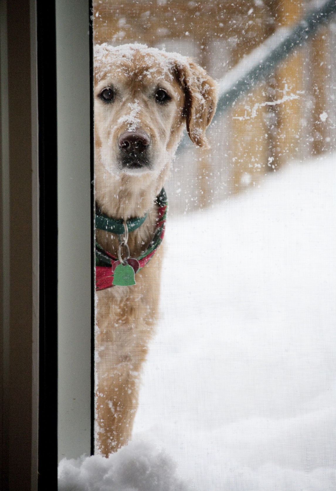 Dog in the snow peaking inside-iStock_000011508085_Medium